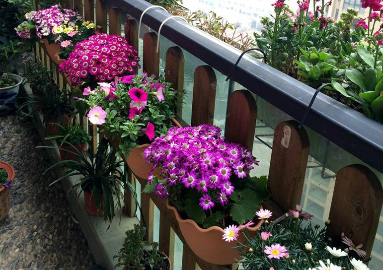 家居风水 花_家居与风水_家居 植物 风水