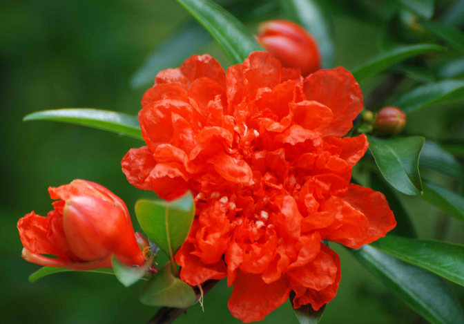 家居风水 花_家居 植物 风水_家居与风水