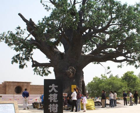 家居八宅风水_家居客厅风水禁忌_槐树家居风水