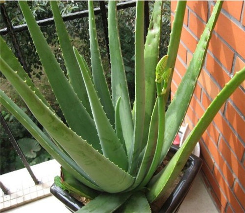 家居摆放风水_家居镜子风水_芦荟 家居风水