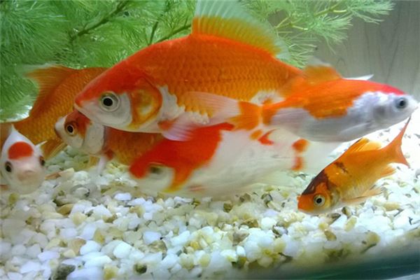 家居植物风水_家居镜子风水_家居风水鱼