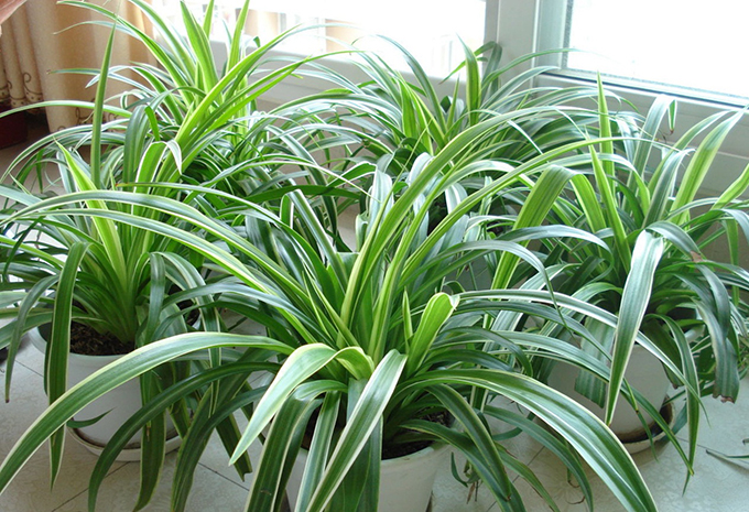 家居植物风水_家居风水中吊兰_家居与风水