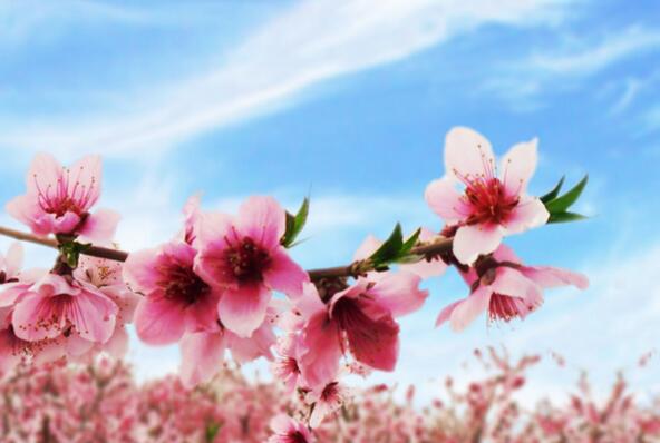 花草不旺与家居风水_家居客厅风水禁忌_祖坟风水如何看旺衰