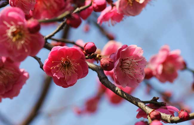 家居风水与梅花_梅花币风水_家居灯饰风水