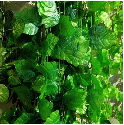 家居灯饰风水_家居风水 藤蔓_家居植物风水