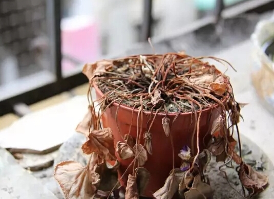 家居风水中可以放干花么_干花其实不影响风水_干花可以放家里吗